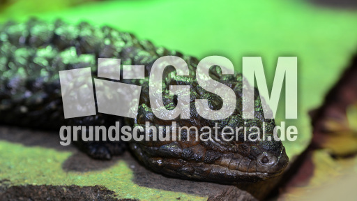 Tannenzapfenechse (2).jpg